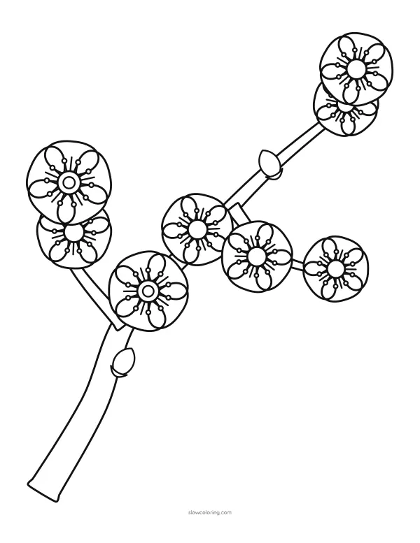 A plum branch crossing the page with large five-petal blossoms and buds